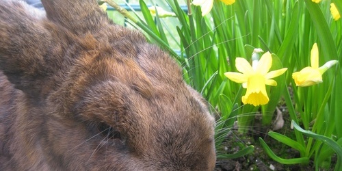 Hase