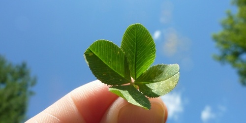 Kleeblatt Gl&uuml;ck